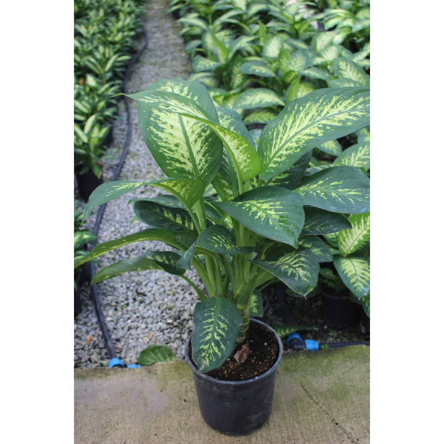 Dieffenbachia Tropik Snow - Difenbahya Canlı Salon Bitkisi 90 -120 cm dolgun özel tür kaktüs hediye