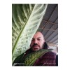 Dev Yapraklı Difenbahya (Dieffenbachia Camilla) Salon Çiçeği 80-100 cm Ağlayan Çiçek