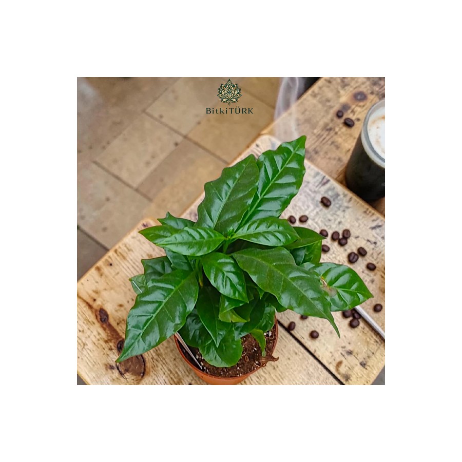 ???? İthal Coffee Arabica – Kahve Bitkisi (25-35 cm) | Özel Seçim