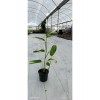 İthal Alacalı Dua Çiçeği Stromanthe Charlie 50 cm Çift Kök Canlı Bitki Ev Ofis Salon Çiçeği