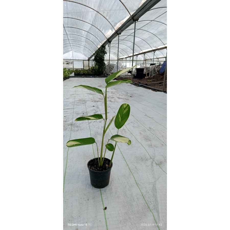 İthal Alacalı Dua Çiçeği Stromanthe Charlie 50 cm Çift Kök Canlı Bitki Ev Ofis Salon Çiçeği
