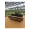 Mini Haworthia Sukulent – Dekoratif Seramik Saksılı Canlı Bitki 2