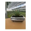 Mini Haworthia Sukulent – Dekoratif Seramik Saksılı Canlı Bitki 3