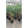2 Köklü Dev Yuca Salon Bitkisi, 100-120 cm İç Mekan için İdeal Afra Para ve Aşkın Gözyaşı Bitkisi Hediye