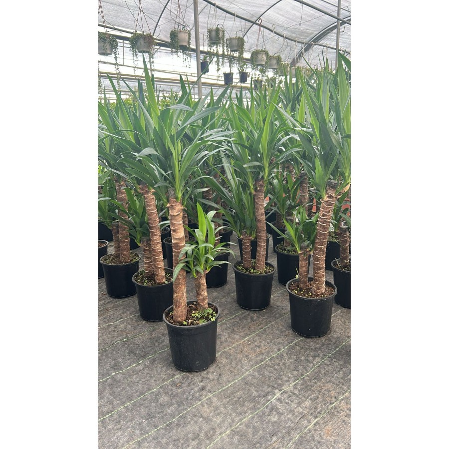 2 Köklü Dev Yuca Salon Bitkisi, 100-120 cm İç Mekan için İdeal Afra Para ve Aşkın Gözyaşı Bitkisi Hediye