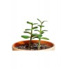 Crassula Ovata Sukulent Minima Jade Plant Para Ağacı 5,5 Cm Saksıda