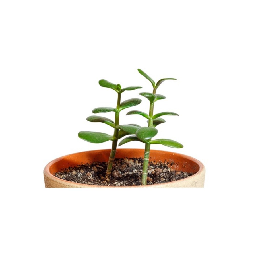 Crassula Ovata Sukulent Minima Jade Plant Para Ağacı 5,5 Cm Saksıda
