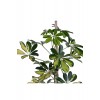 Alacalı Şeflera - Schefflera Güvenli Kutulu Gönderim - Tek Gövdeli - Bitki Boyu 40-50 Cm