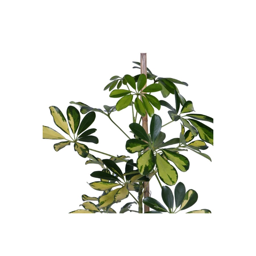 Alacalı Şeflera - Schefflera Güvenli Kutulu Gönderim - Tek Gövdeli - Bitki Boyu 40-50 Cm