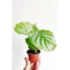 Calathea Orbifolia - Dua Çiçeği Kalatya Mini - Ev Ofis Salon Iç Mekan Bitkisi