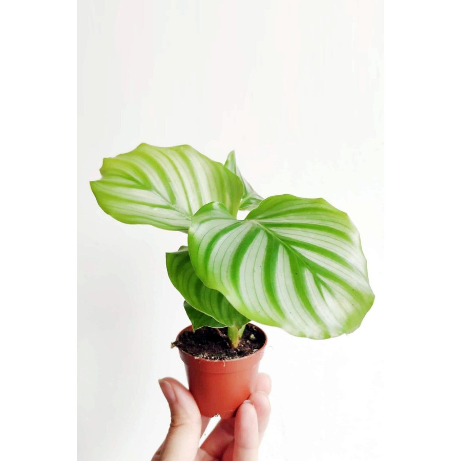 Calathea Orbifolia - Dua Çiçeği Kalatya Mini - Ev Ofis Salon Iç Mekan Bitkisi