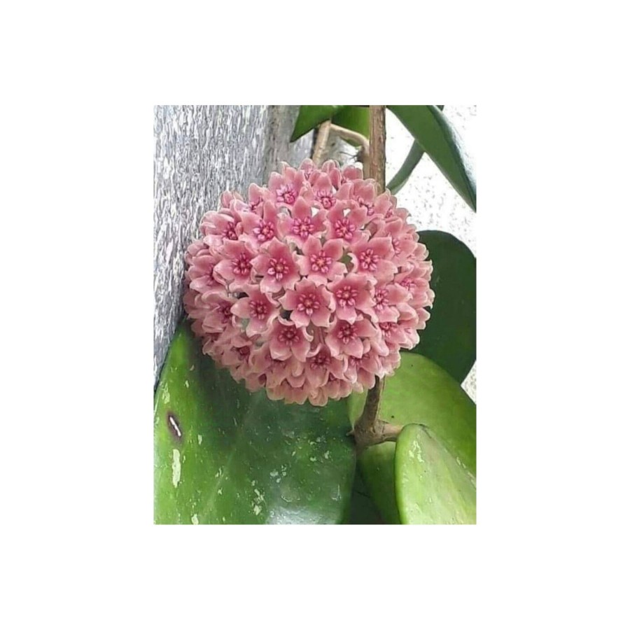 Toz Pembe Renkli Mum Çiçeği Fidanı 10-20 cm