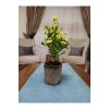 Seramik Saksıda 45-50 Cm Büyük Sarı Dikenler Tacı Seramik Saksıda 45-50 Cm Büyük Sarı Dikenler Tacı