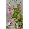 Pembe-Kırmızı Yıldız Çiçekli Hoya Carnosa Mum Çiçeği Fidanı Pembe-Kırmızı Yıldız Çiçekli Hoya Carnosa Mum Çiçeği Fidanı