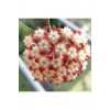 Şarap Kırmızısı Yıldız Mum Çiçeği (Hoya carnosa 'Rubra Stellata') Şarap Kırmızısı Yıldız Mum Çiçeği (Hoya carnosa 'Rubra Stellata')