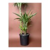 Drasena (Dracaena fragrans ‘Lemon Lime’) – 90 cm – Çoklu Gövdeli Form