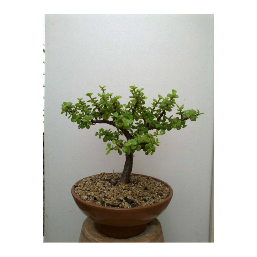 Toprak saksıda para bonsai no 3 Toprak saksıda para bonsai no 3