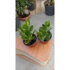 Para Ağacı Crassula Ovata