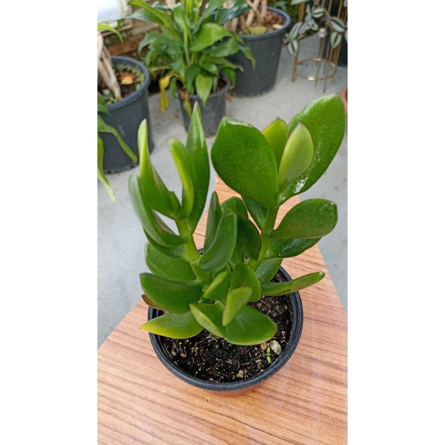 Para Ağacı Crassula Ovata