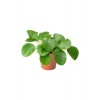Pilea Peperomioides Çin Para Bitkisi Ev Ofis Salon Bitkisi 10-20 cm