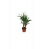 2'Lİ YUCCA BİTKİSİ 45-90CM