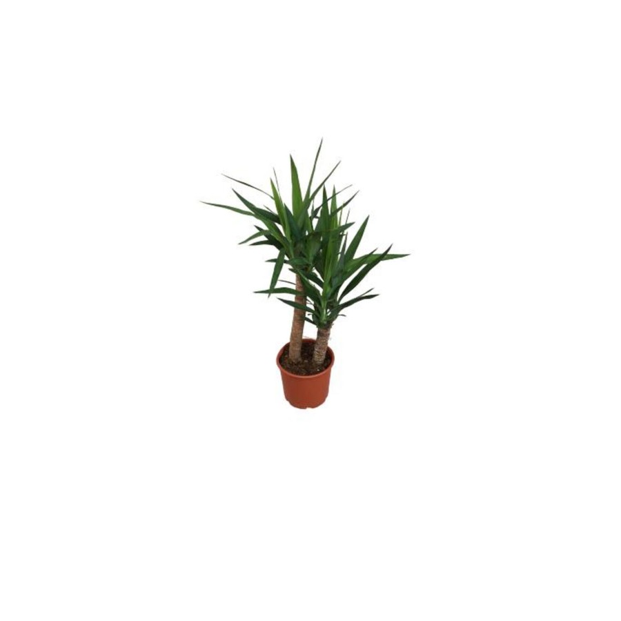 2'Lİ YUCCA BİTKİSİ 45-90CM