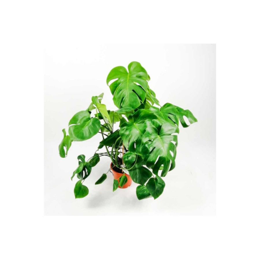 Deve Tabanı Bitkisi- Monstera Deliciosa 80-100 Cm