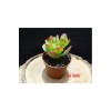 Crassula Ovata Mir - Feng Shui - Şans Ağacı & Toptan Sukulent 300 Adet