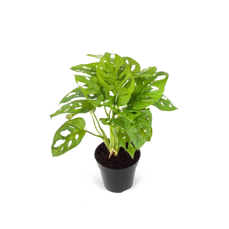Monstera Monkey Leaf Monstera Monkey Leaf