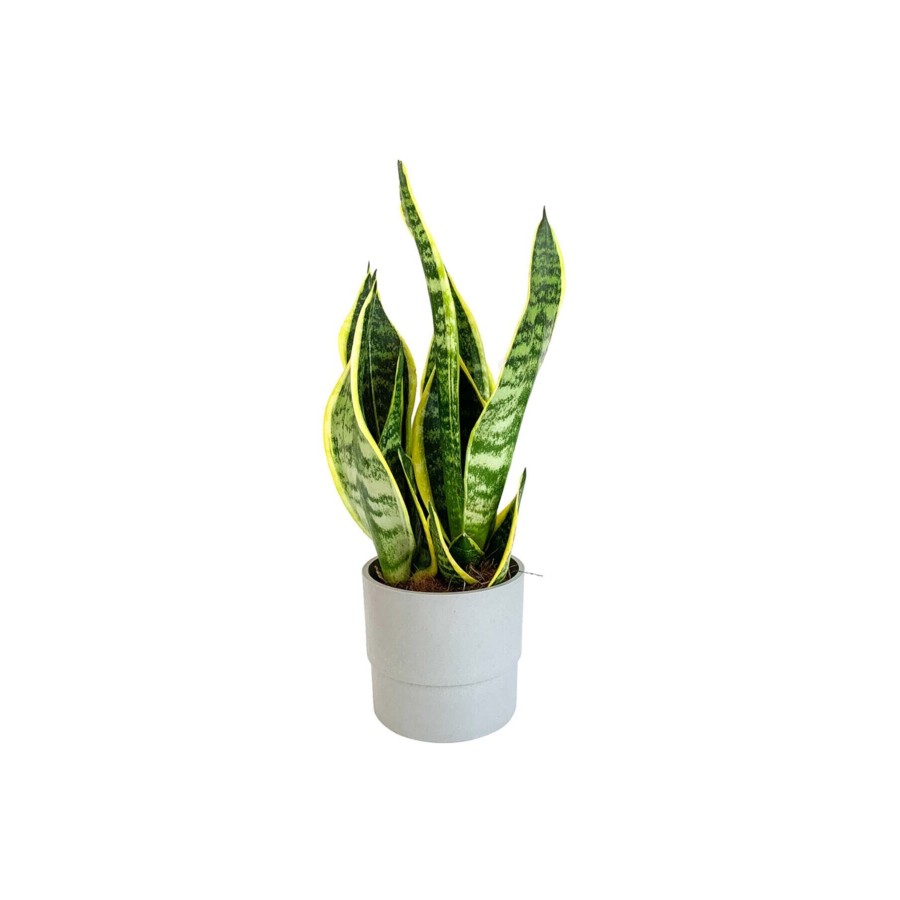 Bodur Paşa Kılıcı - Sansevieria