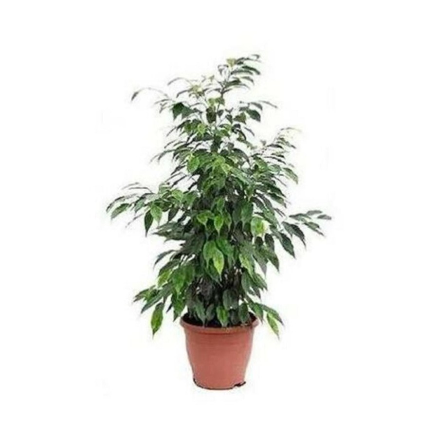 Benjamin Bitkisi 60 80 Cm Ficus Benjamina Ofis Bitkisi Ev Bitkisi Salon Bitkisi