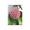 Toz Pembe Renkli Mum Çiçeği Fidanı 10-20 cm