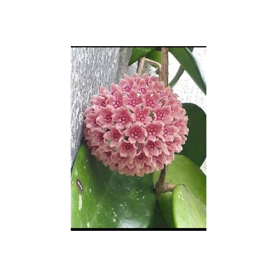 Toz Pembe Renkli Mum Çiçeği Fidanı 10-20 cm