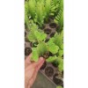 Euphorbia Ingens ( Yeşil Süt Kaktüs ) ( ( 5.5 Cm Saksıda ) Boy 25 Cm Dolgunve Formlu