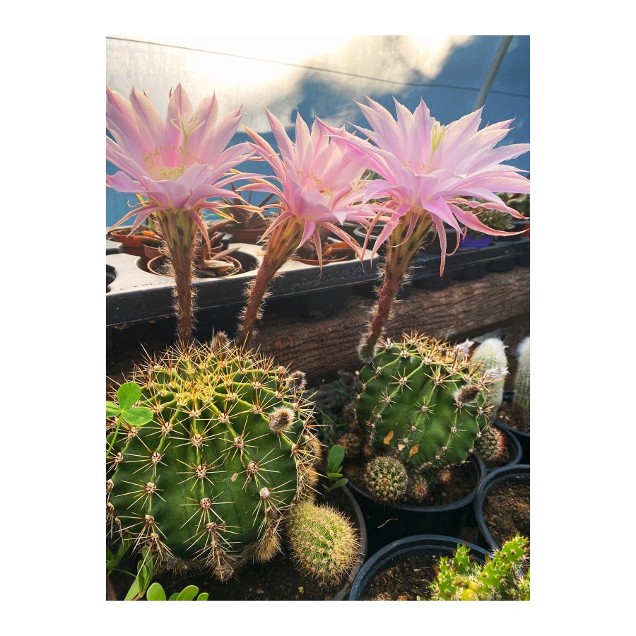 Kaynana Topuzu Kaktüs - Echinopsis Oxygona 10-15 cm Çapında