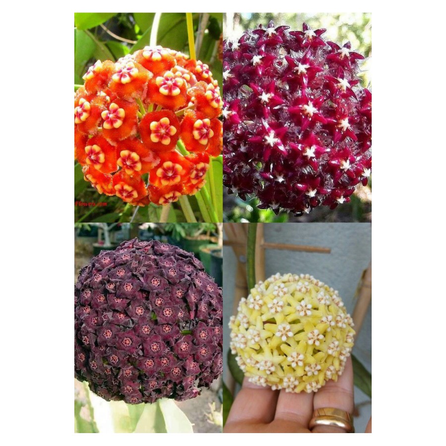 4 çeşit mum çiçeği (turuncu kırmızı mor ve sarı)