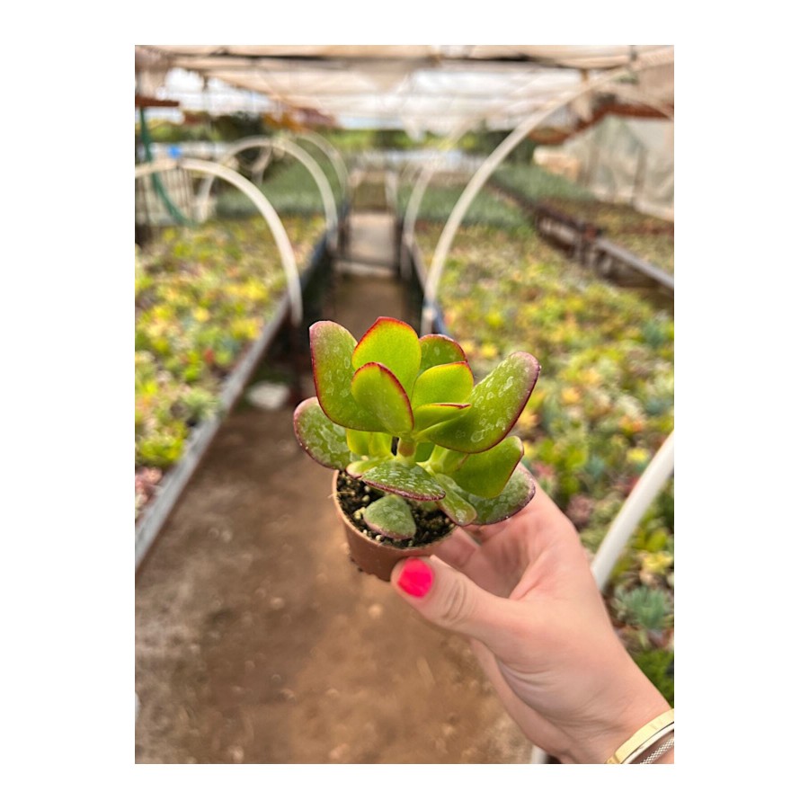Para Çiçeği Bonsai Crassula Ovata Sukulent 5,5cm