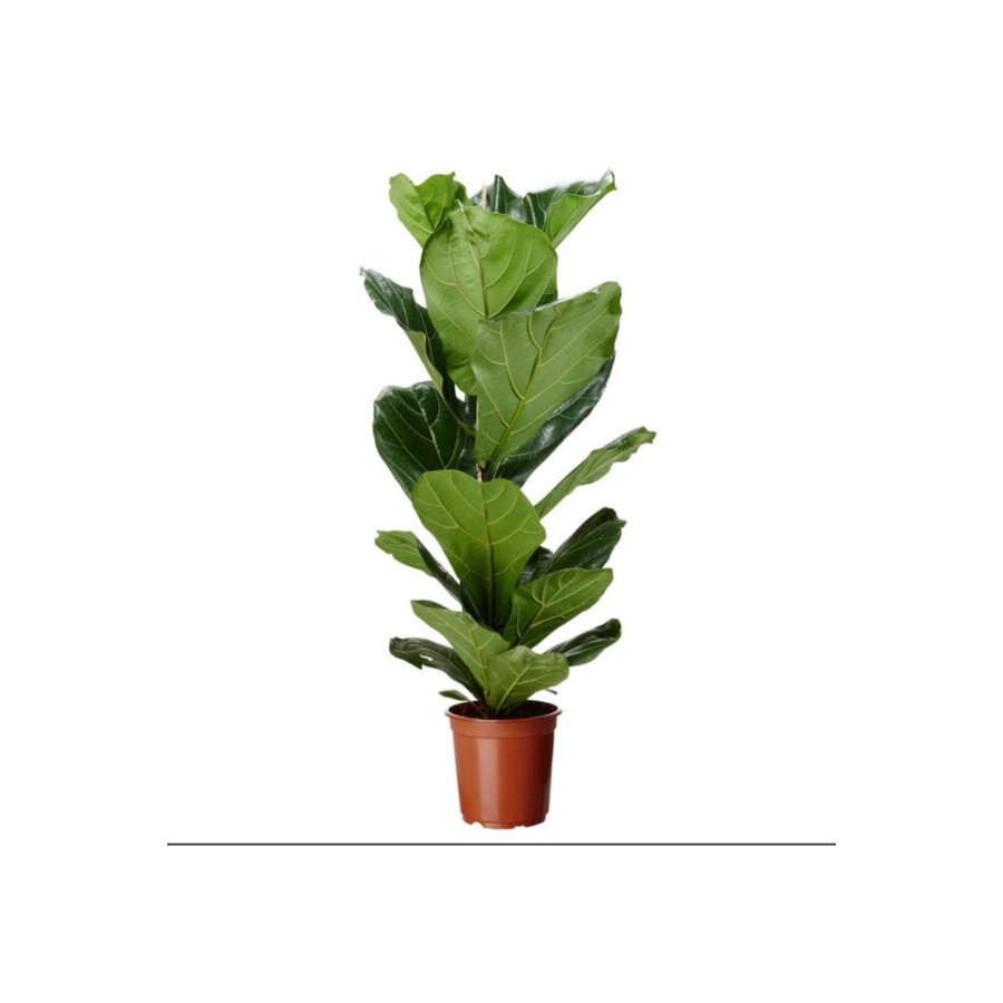Ficus Lyrata Bambino Keman Yapraklı Kauçuk Bitkisi