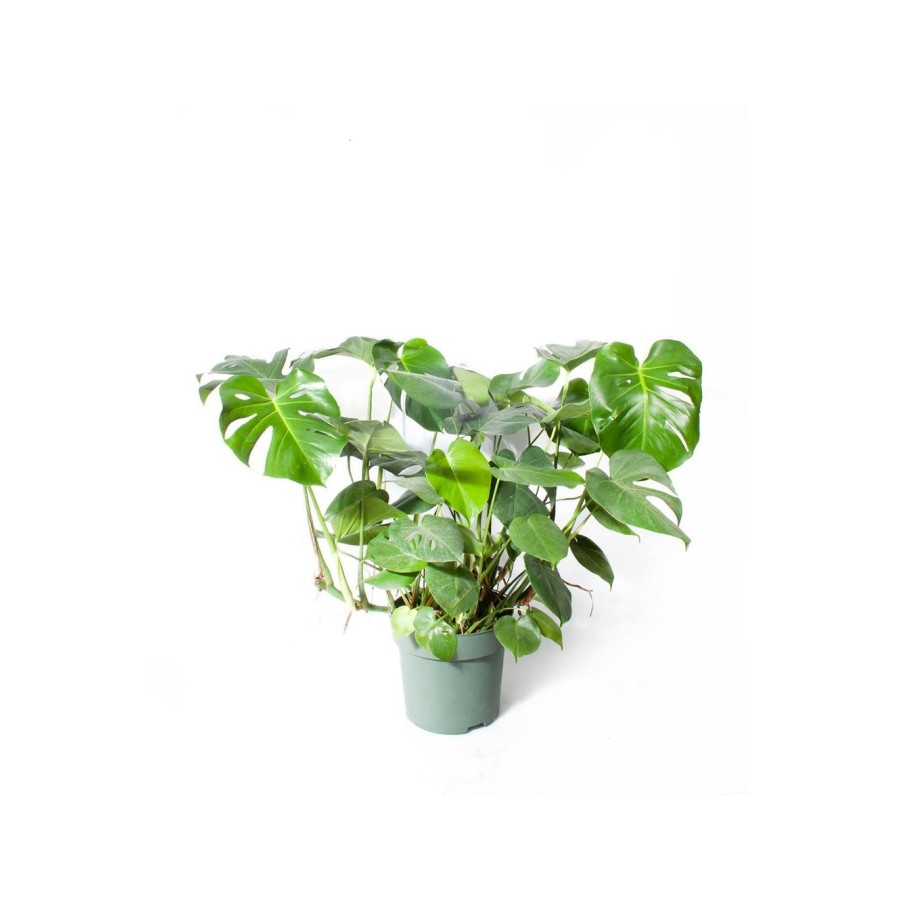 İthal Yeşil Bitki Monstera Deliciosa Deve Tabanı 30cm Ø H:100 İthal Yeşil Bitki Monstera Deliciosa Deve Tabanı 30cm Ø H:100