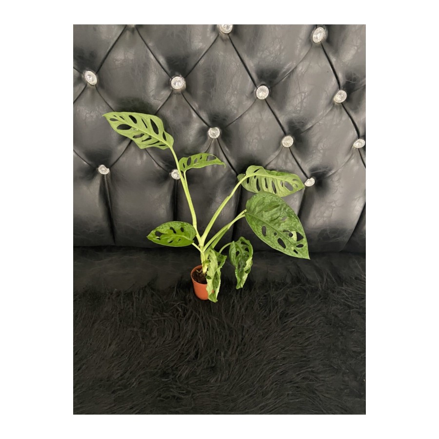 Canlı Deve Tabanı ( Monstera Monkey )