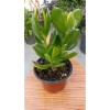 Para Ağacı Crassula Ovata