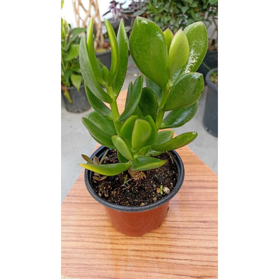 Para Ağacı Crassula Ovata