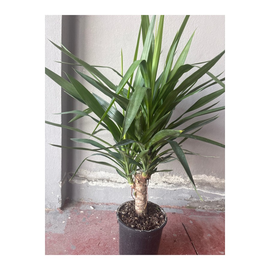 Yucca bitkisi