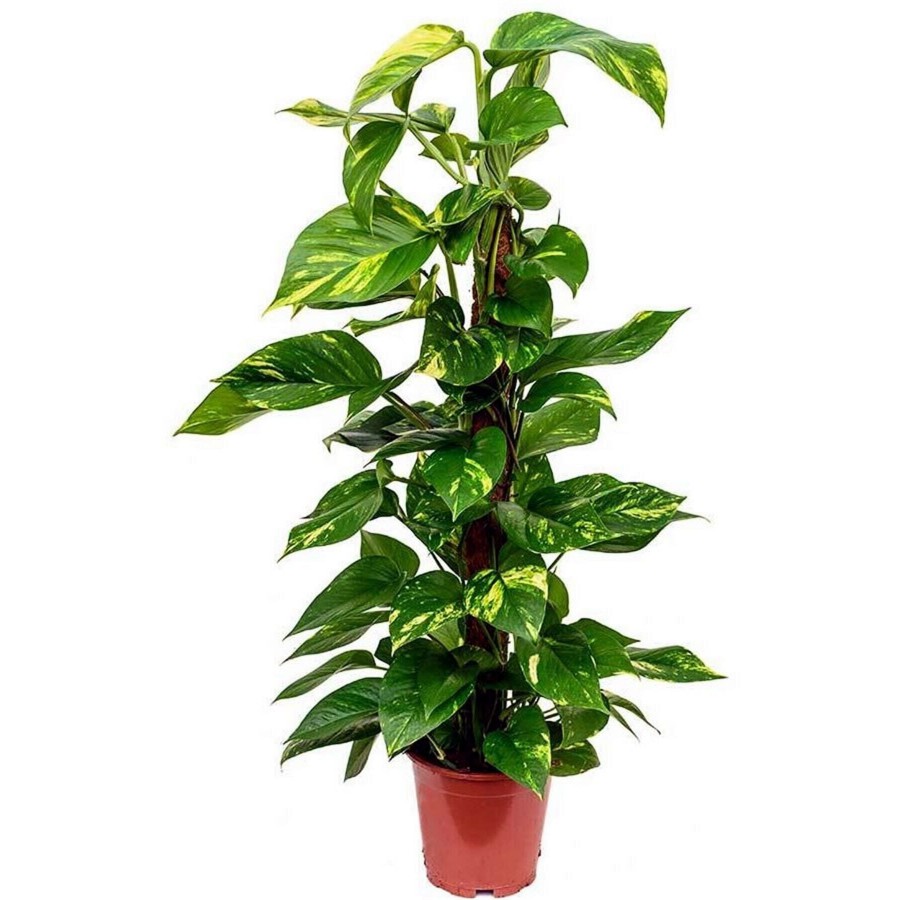 Pathos Salon Sarmaşığı 80-100 Cm Pathos Salon Sarmaşığı 80-100 Cm