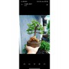 Bonsai Para Ağacı Dekoratif Saksıda