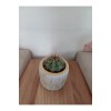 Saksıda Melo Kaktüs 14cm Çap
