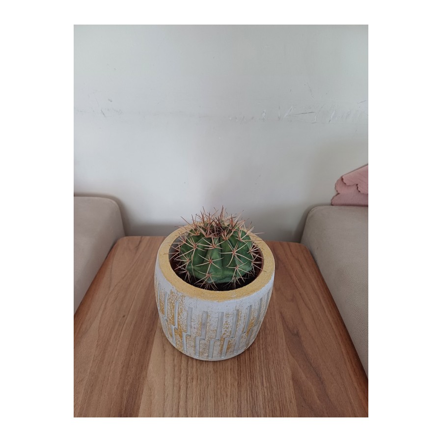 Saksıda Melo Kaktüs 14cm Çap