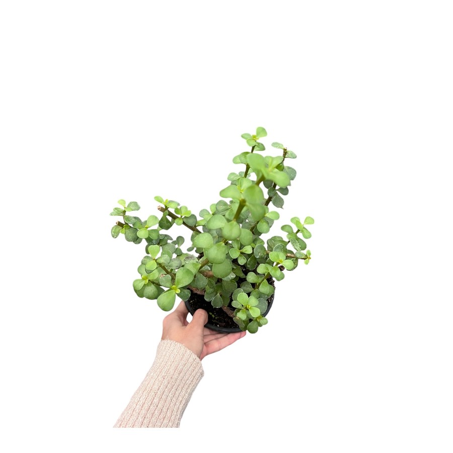 crassula ovata (para ağacı)