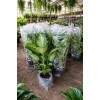 Dev Yapraklı Difenbahya (Dieffenbachia Camilla) Salon Çiçeği 80-100 cm Ağlayan Çiçek
