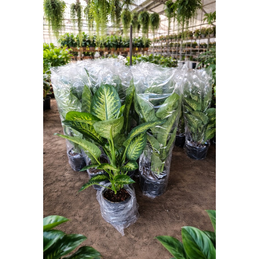 Dev Yapraklı Difenbahya (Dieffenbachia Camilla) Salon Çiçeği 80-100 cm Ağlayan Çiçek